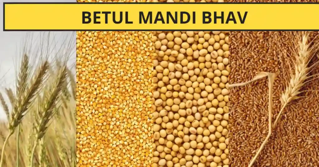 बैतूल मंडी भाव