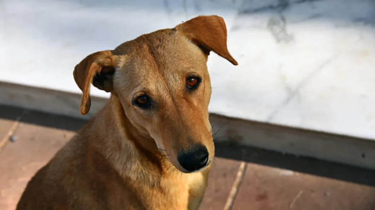 betul street dog video