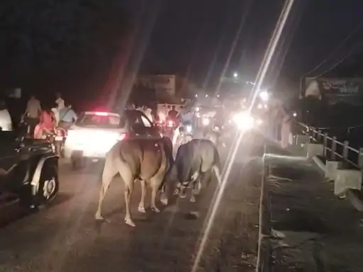 बैतूल के बडोरा में दो सांडों की लड़ाई से आधा घंटा जाम